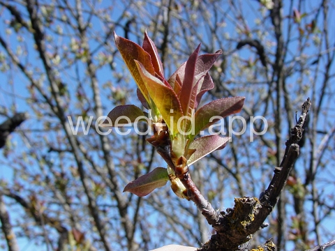 chokecherry, common